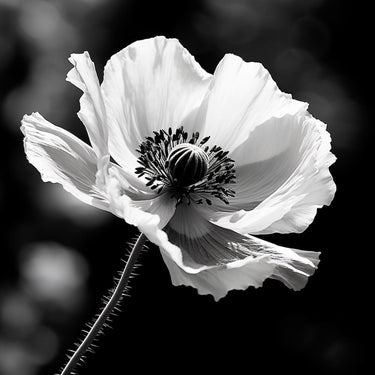Poppy Picture on Painting